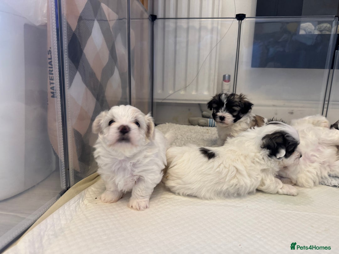 Mixed Breed dogs for sale: Maltese Cross Puppies for Sale  - Image 19