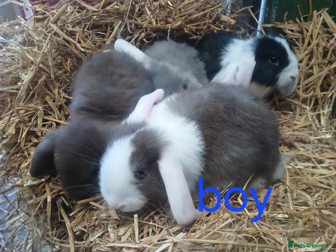 Mini Lop rabbits for sale: Mini lop babies  - Image 4
