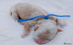 Cavapoo dogs for sale: Extensively health tested F1b curly Cavapoos  - Image 15