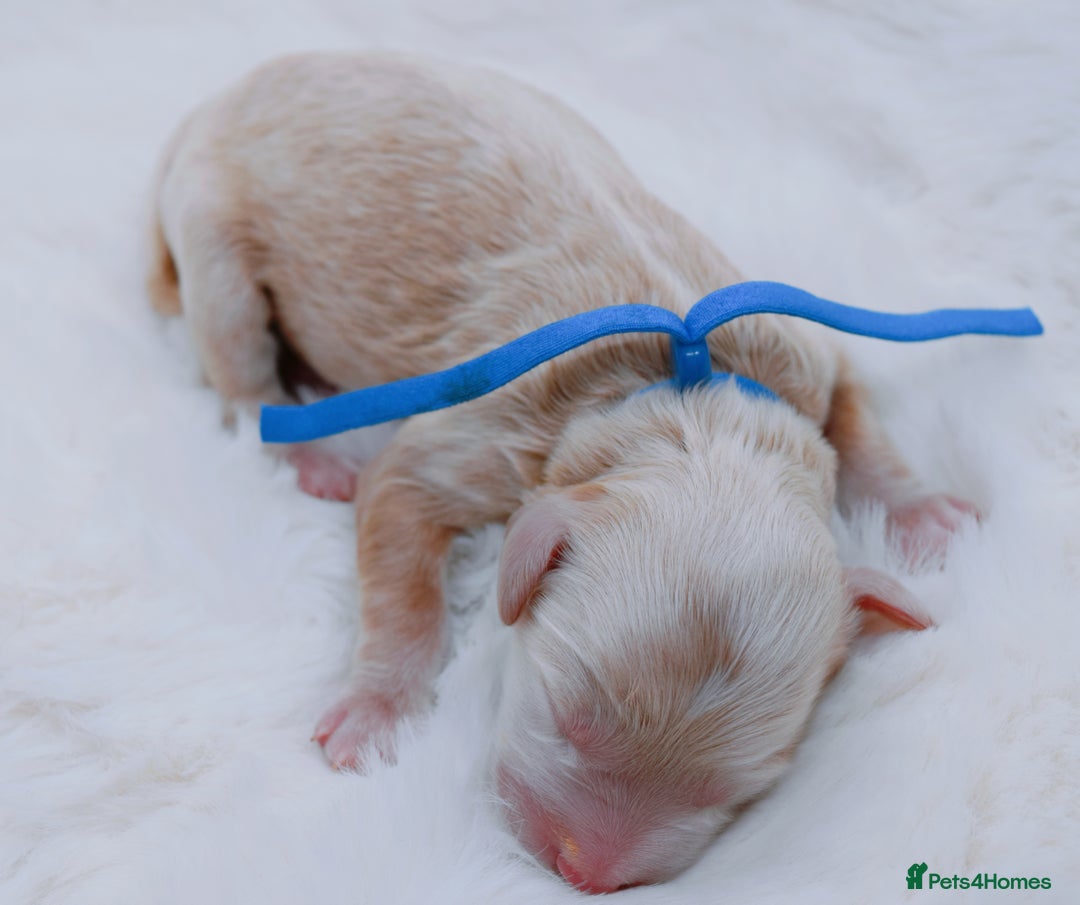 Cavapoo dogs for sale: Extensively health tested F1b curly Cavapoos  - Image 15