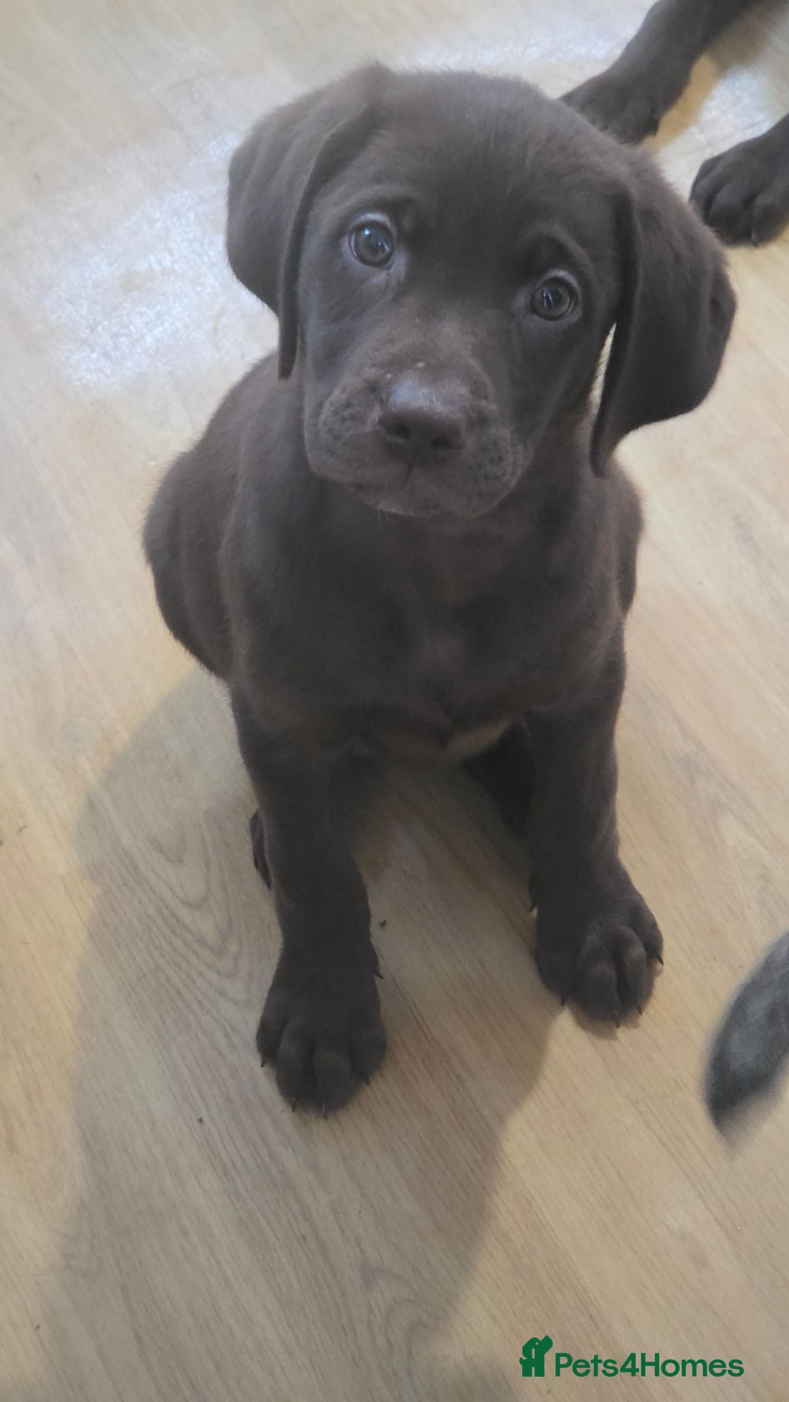 Labrador Retriever dogs Stunning Silver and Chocolate Labrador Puppies - Advert 1