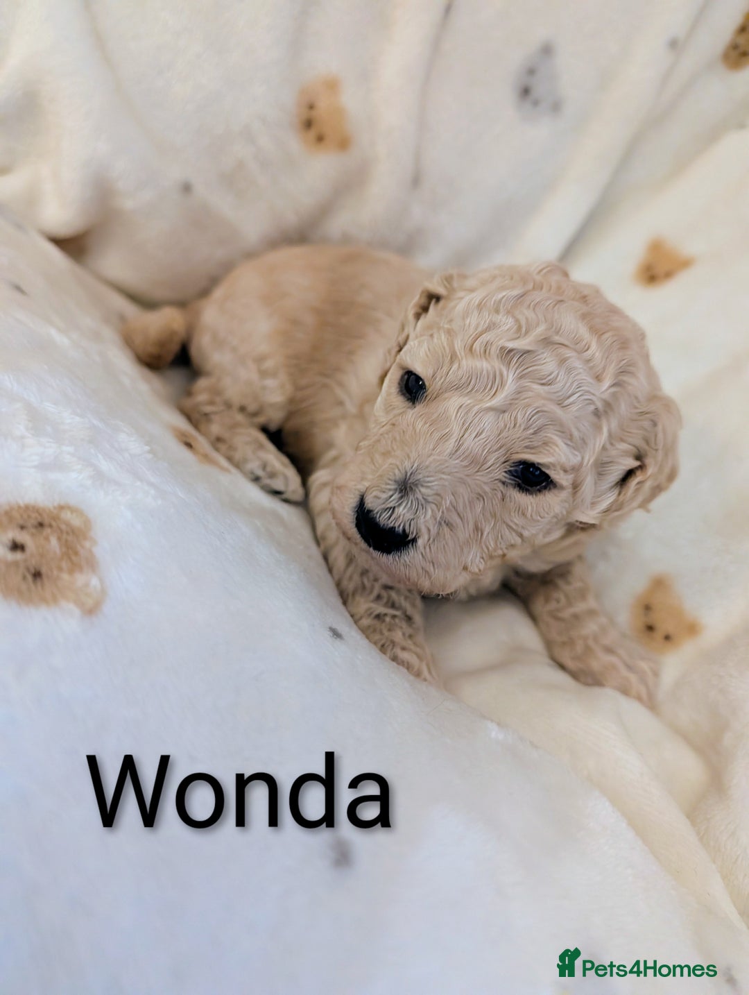 Standard Poodle dogs for sale: Standard poodles - Image 23