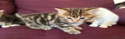 Mixed Breed cats for sale: 12 kittens available - Advert 22