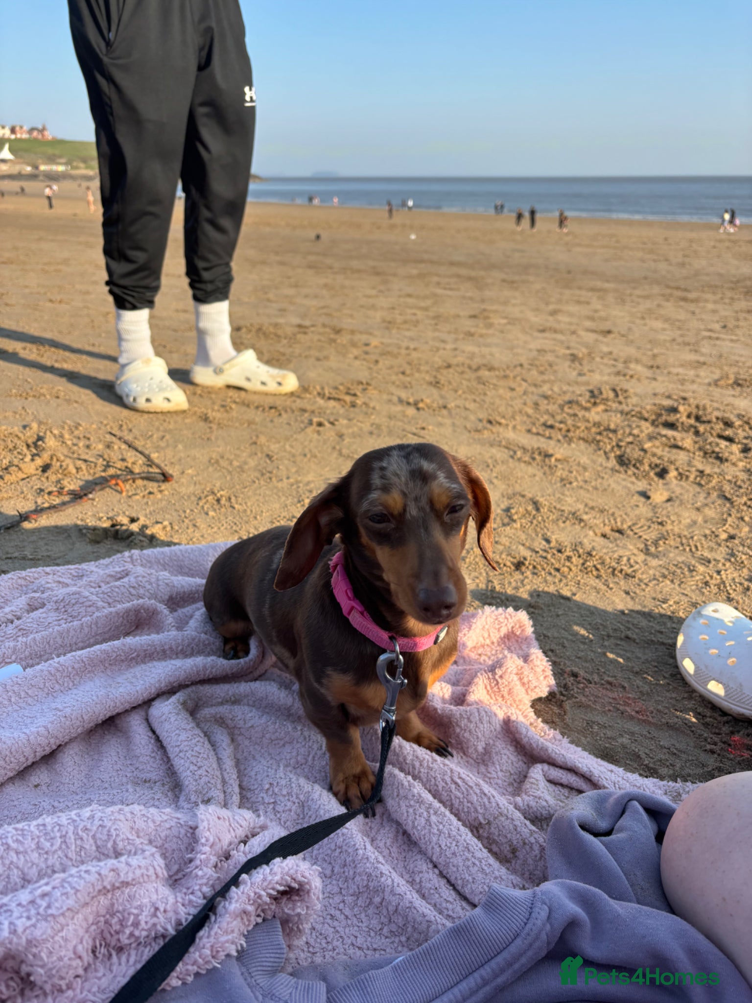 Miniature Dachshund dogs Miniature dachshund - Advert 1