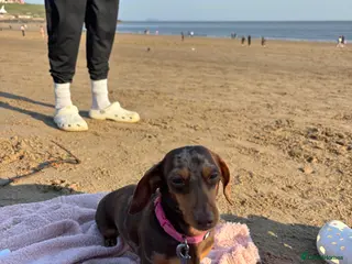 Miniature Dachshund dogs Miniature dachshund - Advert 1