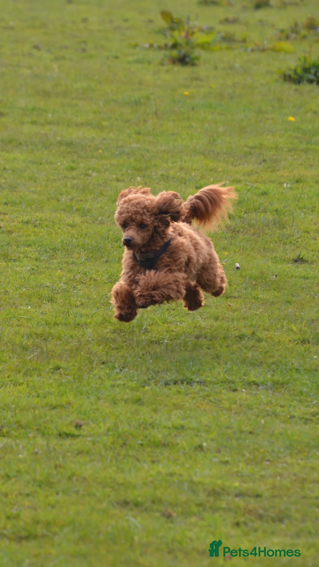 Toy Poodle dogs for stud: Health tested fox red toy poodle stud  in Stevenage - Advert 21