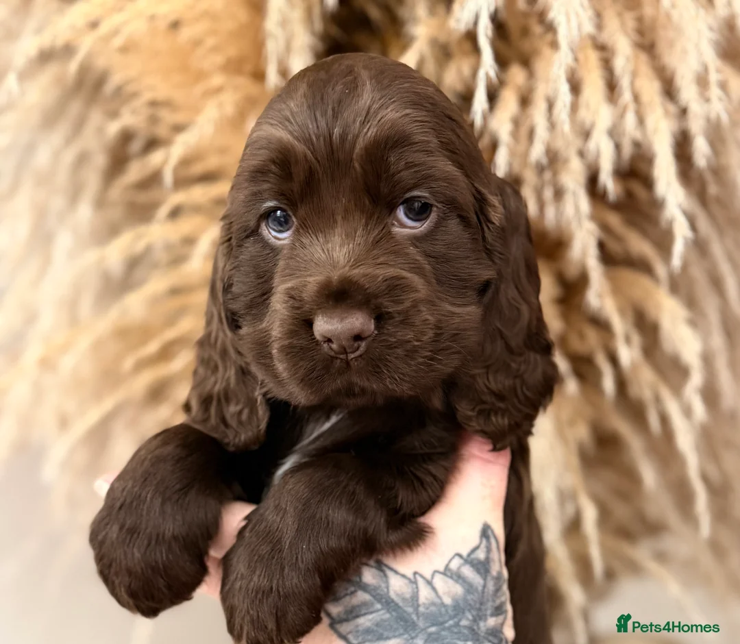Cocker Spaniel dogs for sale: Show cocker spaniels  - Advert 1