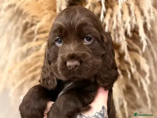 Cocker Spaniel dogs Show cocker spaniels - Advert 6