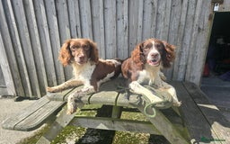 English Springer Spaniel dogs for sale: KC clear DNA vax vetted Springer Pups - Image 18