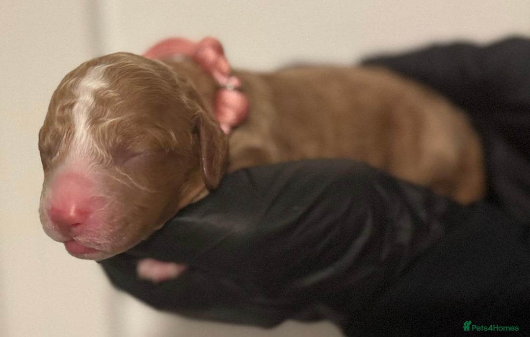 Cockapoo dogs for sale: 🐾 Beautiful Red Cockapoo Puppies 🐾 - Advert 7