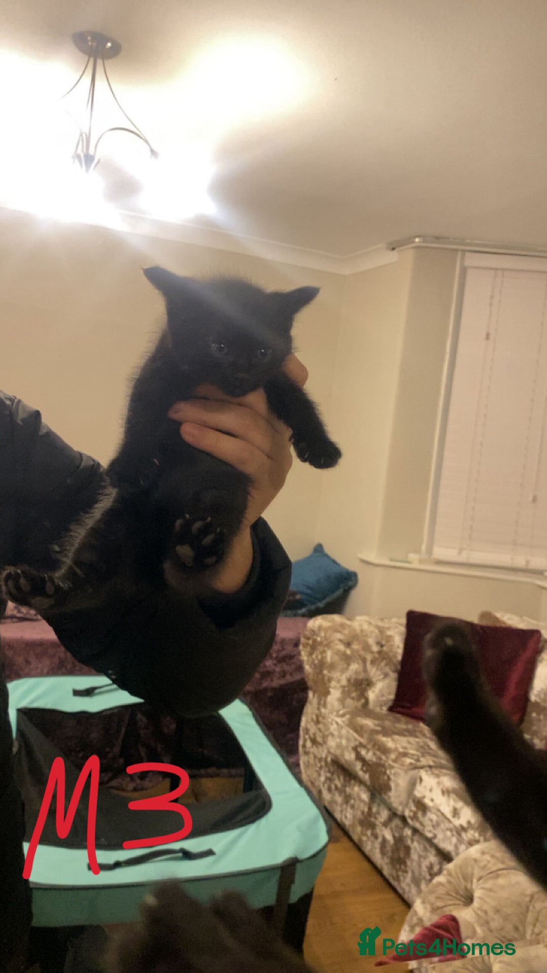 Mixed Breed cats for sale: 4x Tabby😻Babies ready ✅  - Advert 14