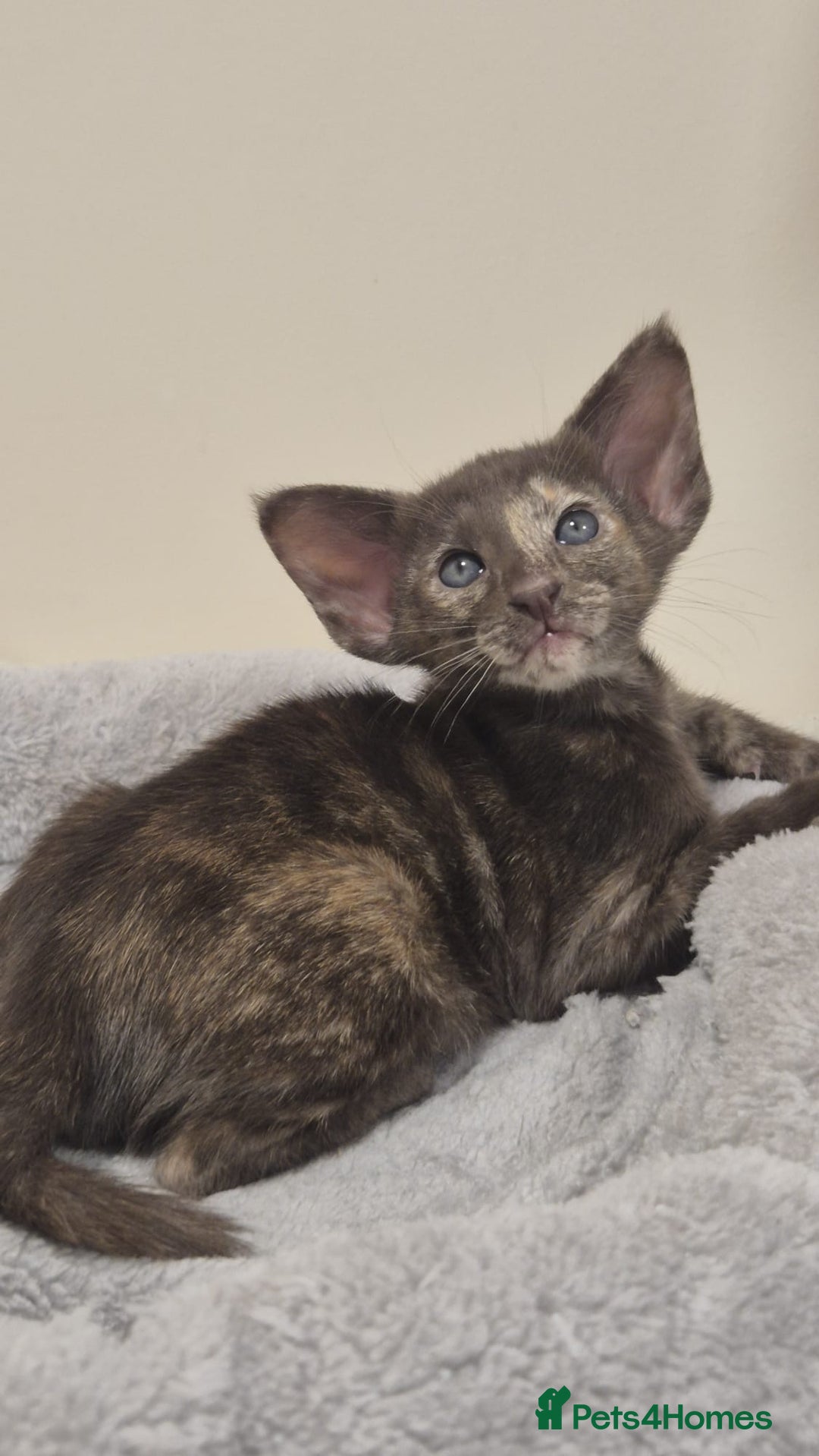 Oriental cats for sale: Oriental and Siamese kittens. - Advert 11