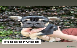 French Bulldog dogs for sale: 2 girls looking for forever home - Image 5