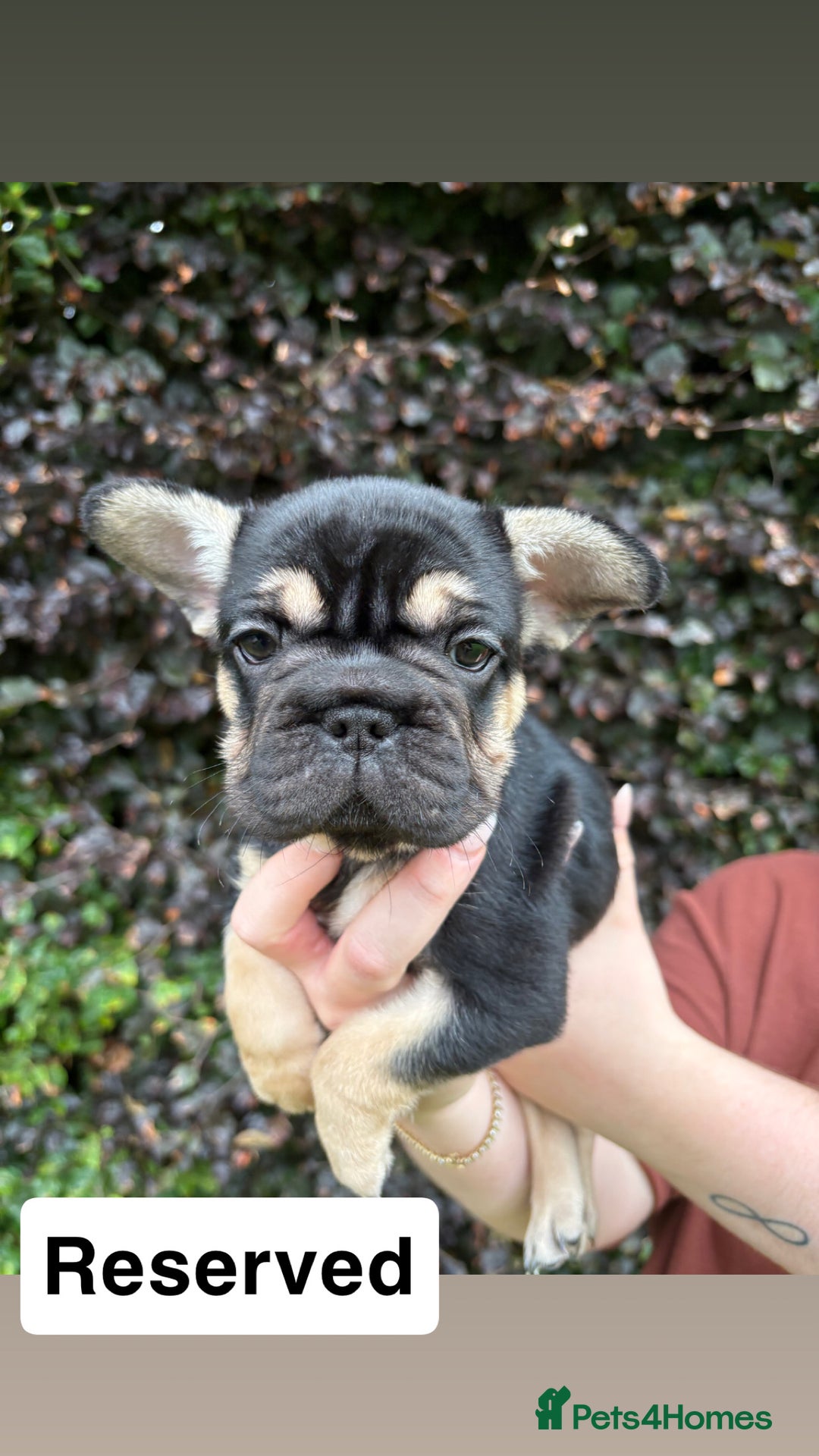 French Bulldog dogs for sale: 2 girls looking for forever home - Image 5