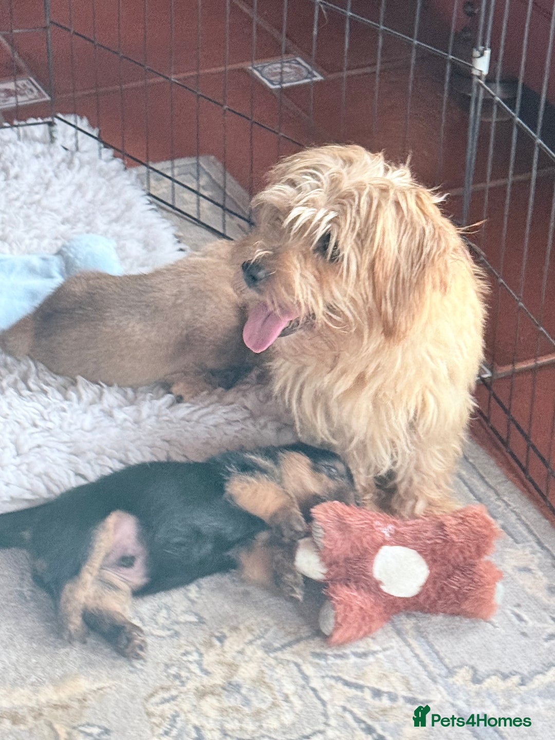 Norfolk Terrier dogs for sale: Norfolk Terriers for sale 🐶 - Image 7