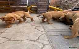Dogue De Bordeaux dogs for sale: Adorable Dogue de Bordeaux Puppies for Sale - Advert 2