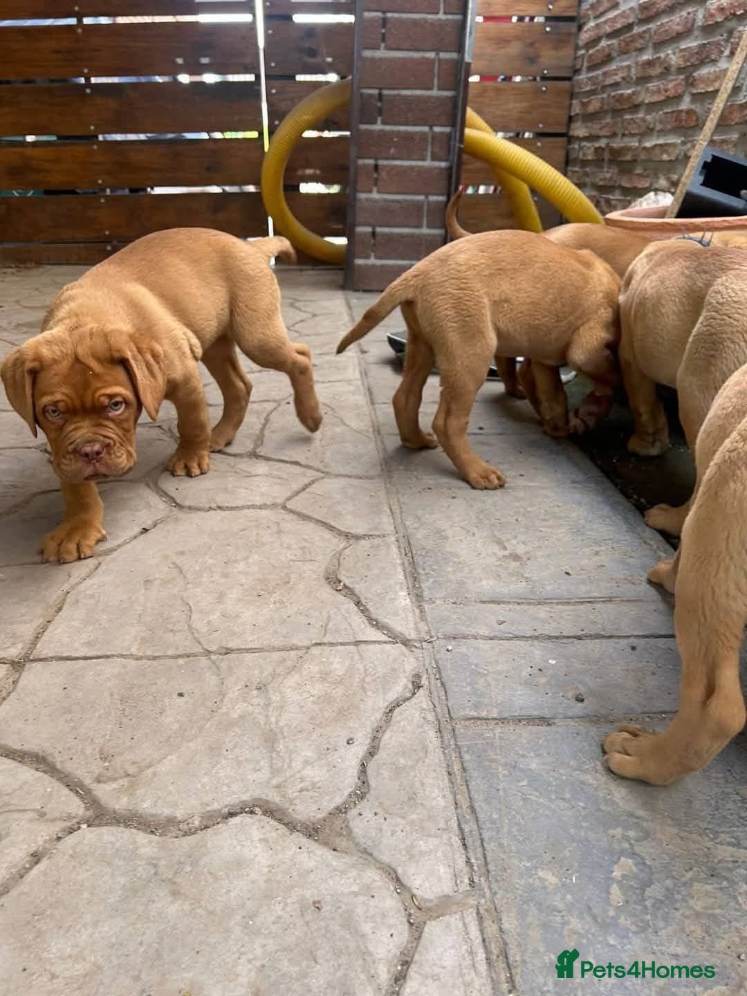 Dogue De Bordeaux dogs for sale: Adorable Dogue de Bordeaux Puppies for Sale - Advert 2