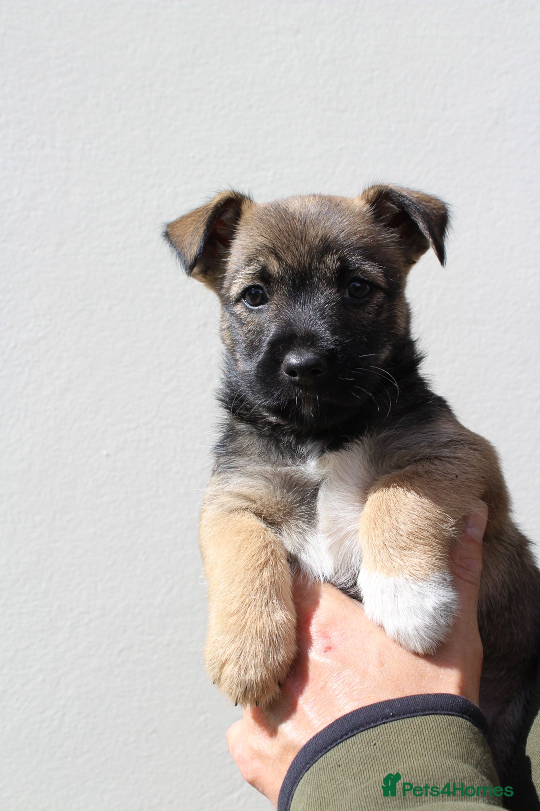 Mixed Breed dogs for sale: Gorgeous CairnJacks - Image 6