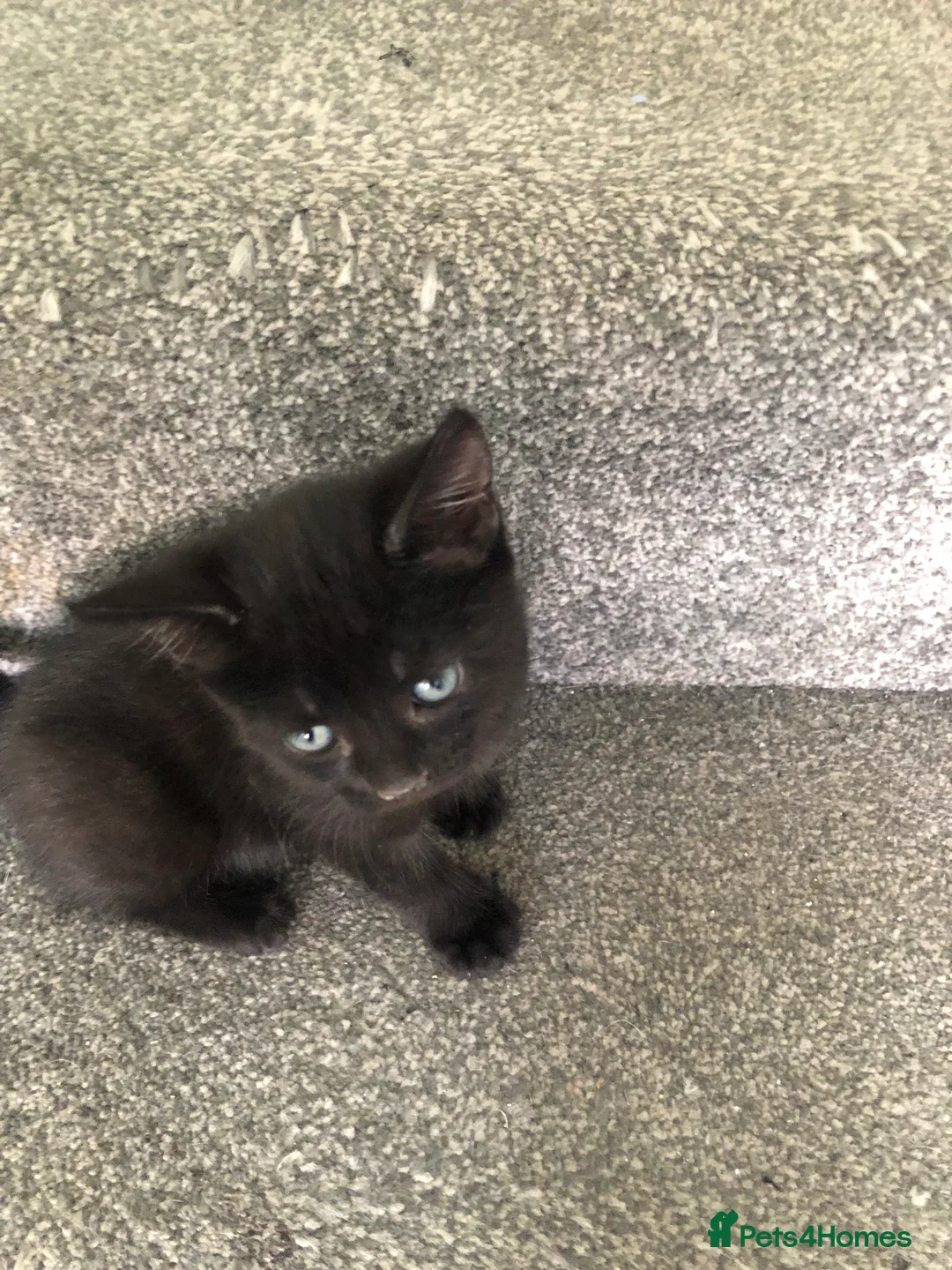 Mixed Breed cats for sale: 5 playful , affectionate kittens.  - Advert 2