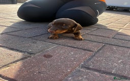 Dachshund dogs for sale: Beautiful Male Dachshunds 🐶  - Image 6