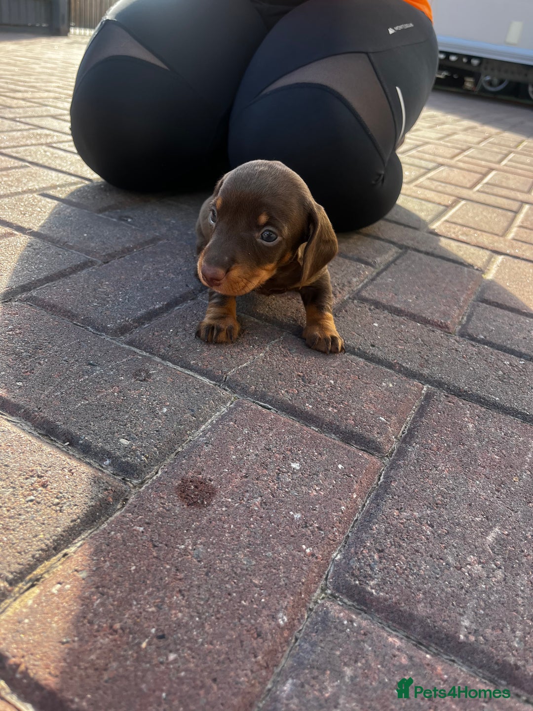 Dachshund dogs for sale: Beautiful Male Dachshunds 🐶  - Image 6