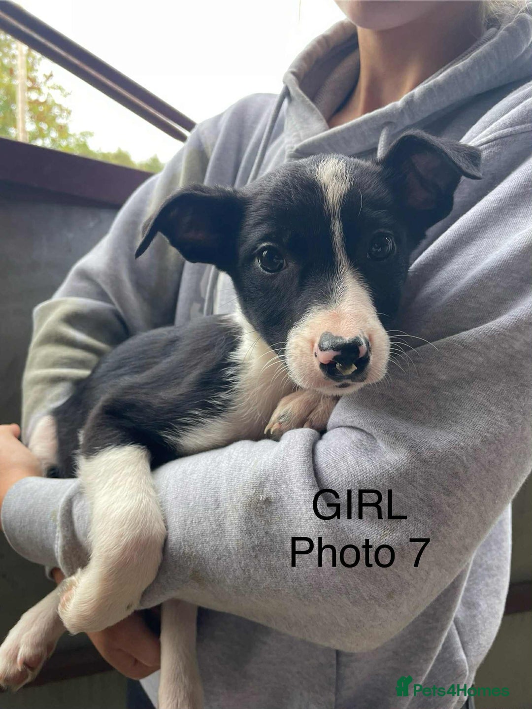 Smooth Collie dogs for sale: Collie pups - Image 7