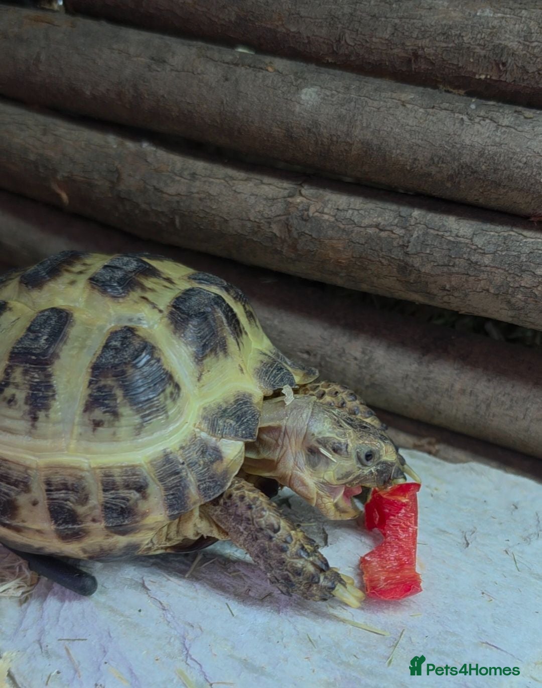 Tortoise reptiles Baby Hermann Tortoise with complete setup - Advert 2