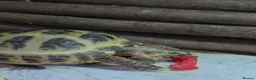 Tortoise reptiles for sale: Baby Hermann Tortoise with complete setup - Advert 2