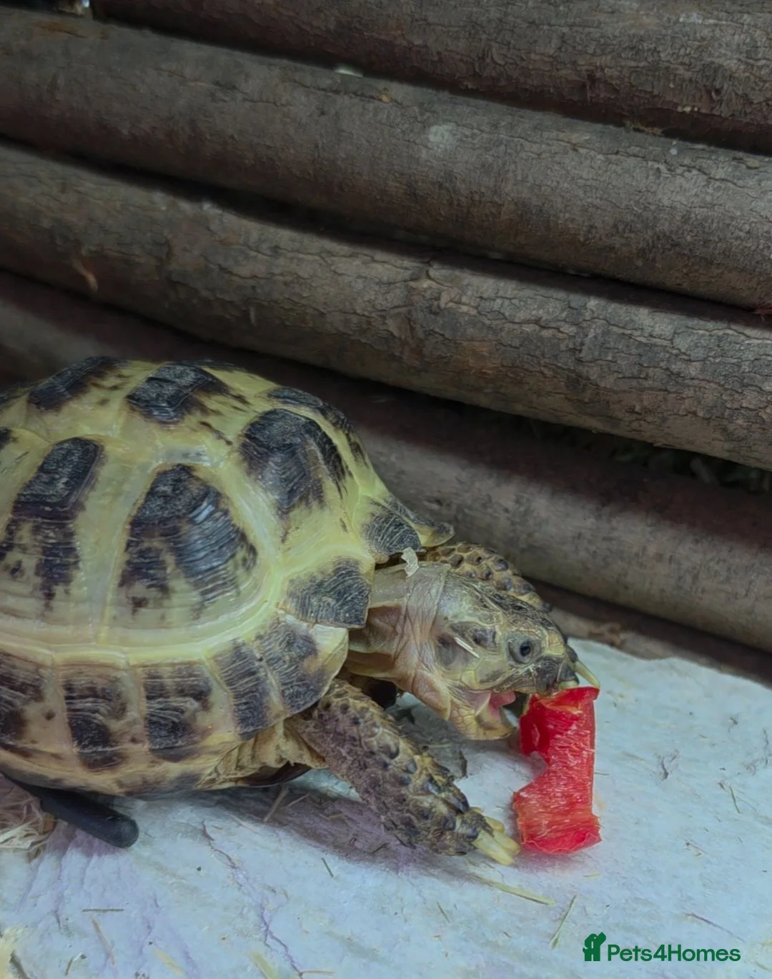 Tortoise reptiles for sale: Baby Hermann Tortoise with complete setup - Advert 2