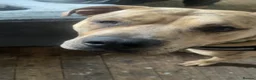 Mixed Breed dogs for sale: Simba - Advert 3