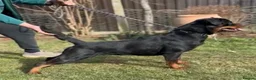 Rottweiler dogs for sale: Rottweiler Puppies  - Advert 8