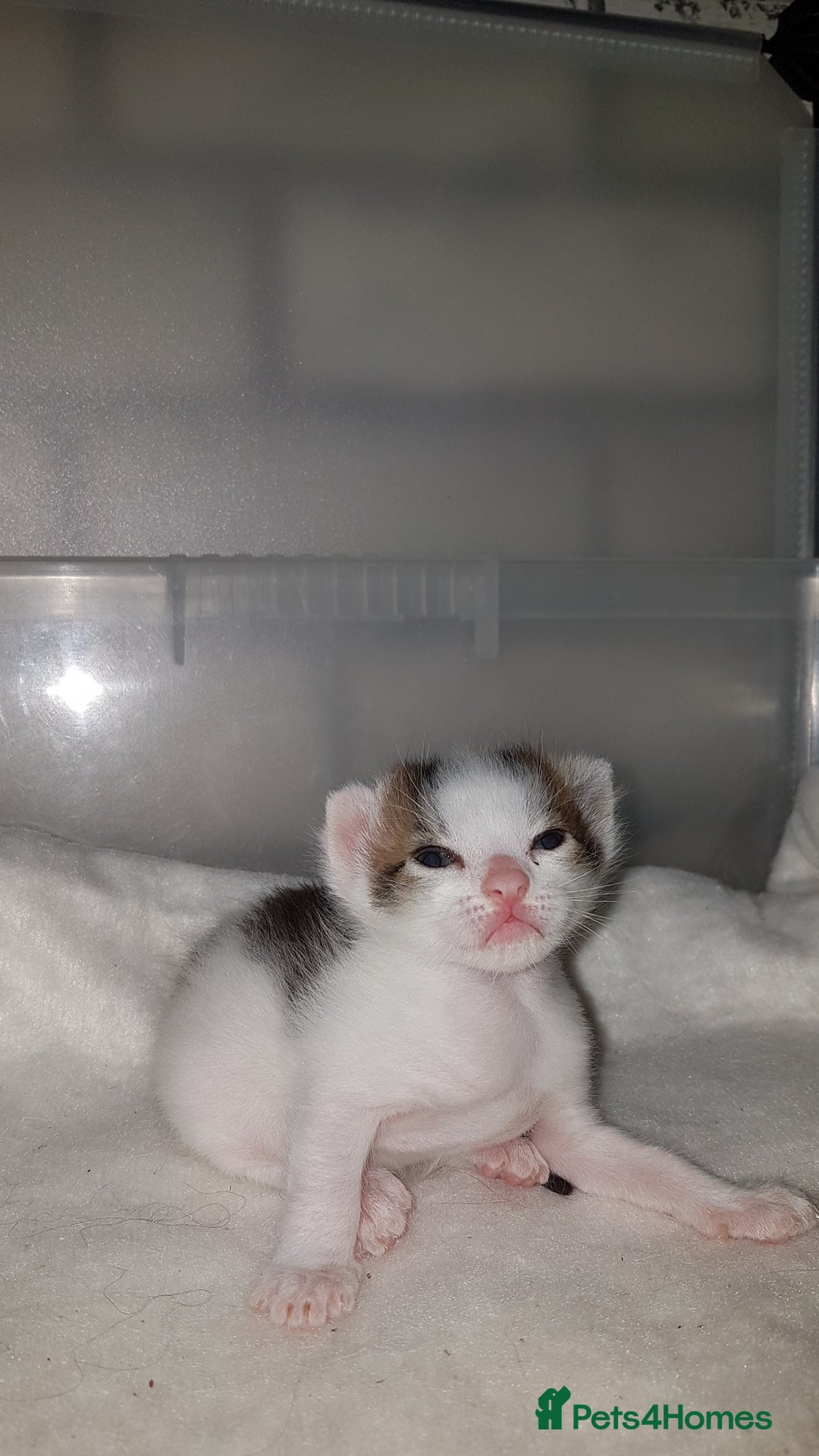 British Shorthair cats for sale: for sale 2 cheeky little monkeys  - Image 8