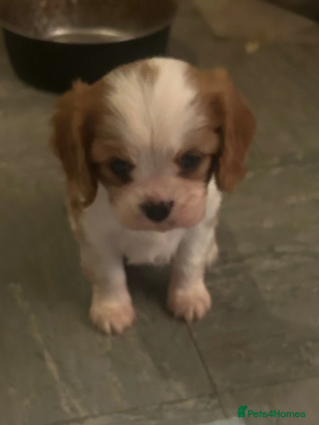 Cavalier King Charles Spaniel dogs for sale: Beautiful Cavalier King Charles Spaniel Puppies  - Advert 2