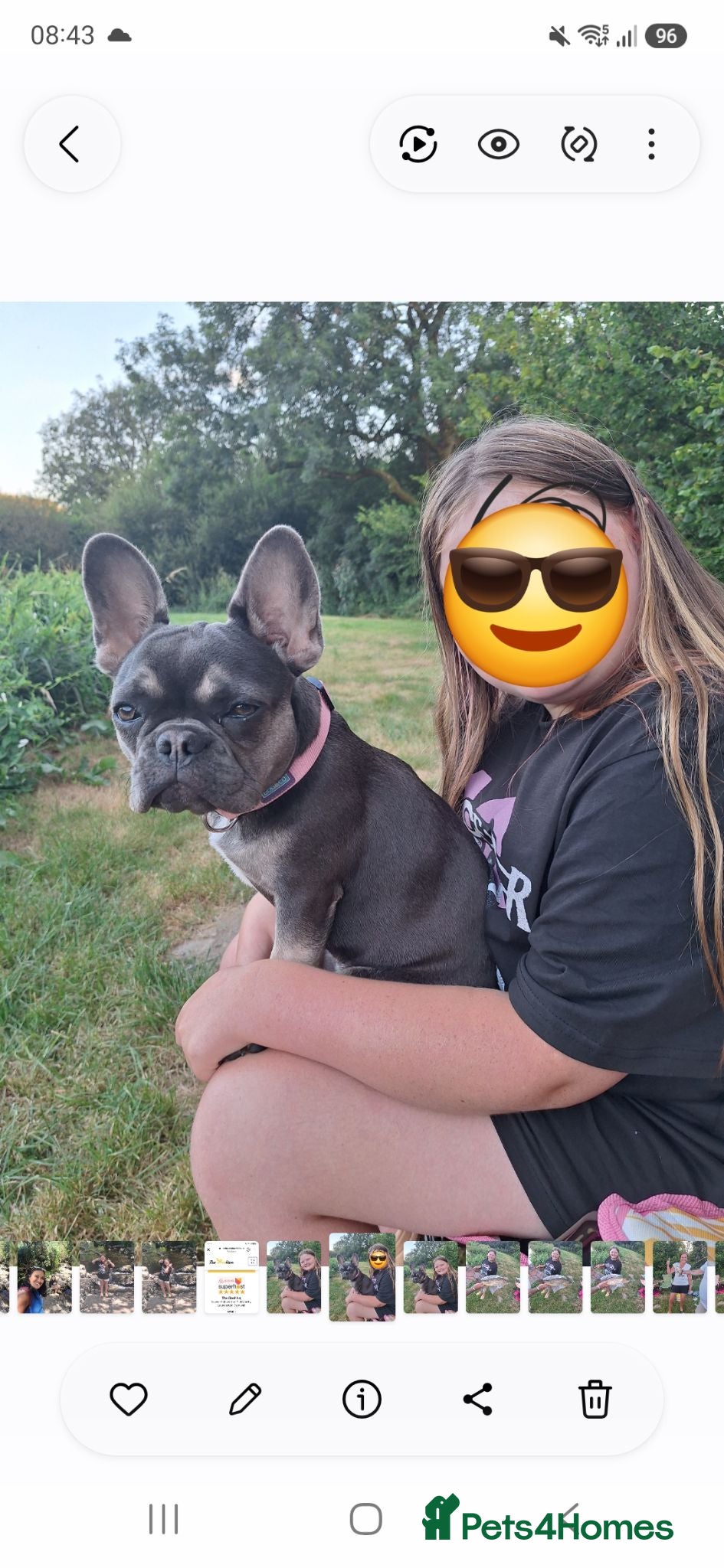 French Bulldog dogs French Bulldog 6 months old  - Advert 2