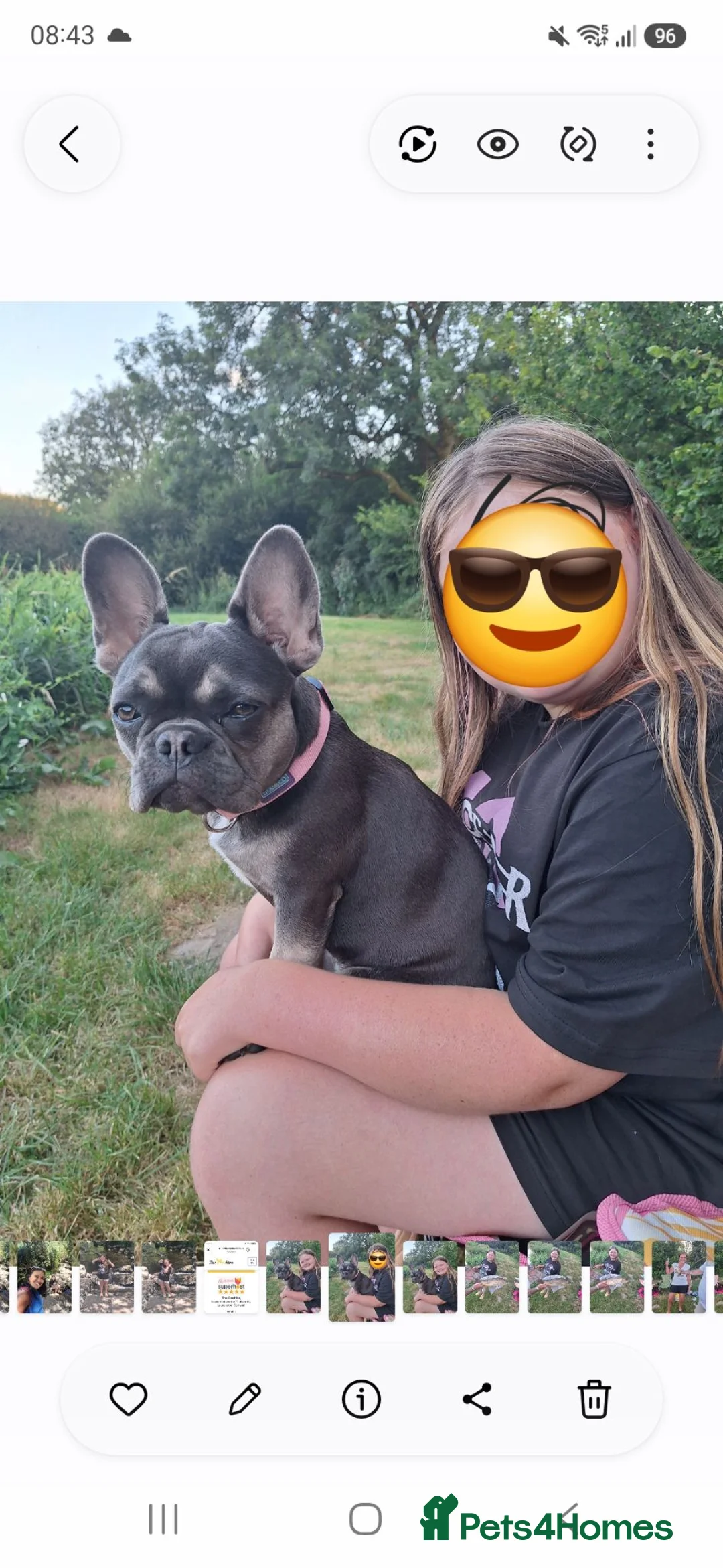 French Bulldog dogs for sale: French Bulldog 6 months old  in Plymouth - Advert 1