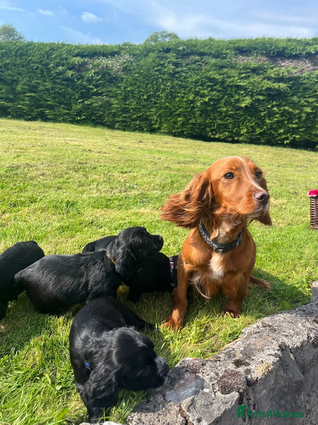 Cocker Spaniel dogs for sale: Extremely Well Bred Working Cocker Pups - Advert 6