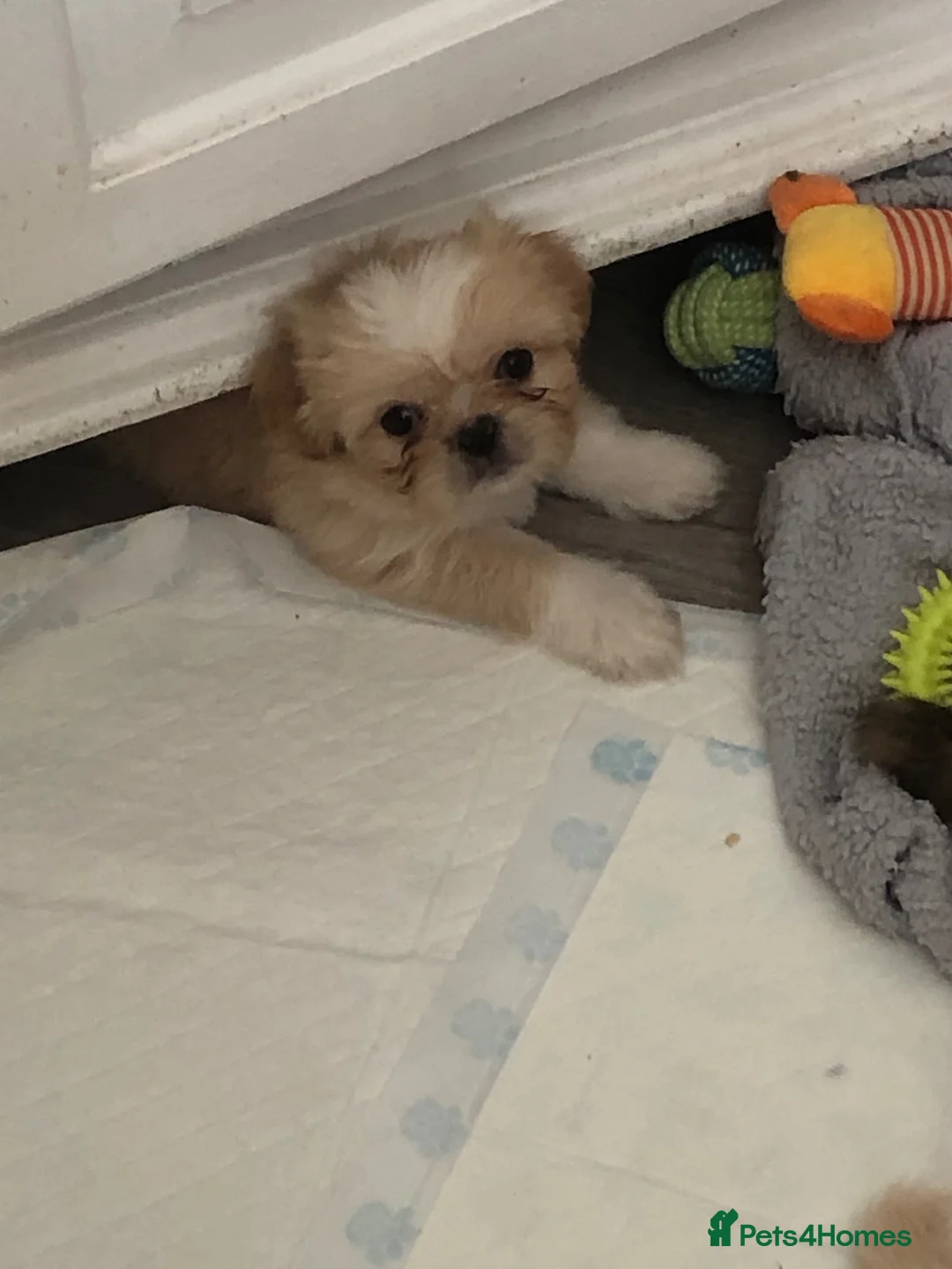 Shih Tzu dogs for sale: Beautiful  fluffy babies  in Bedford - Advert 13