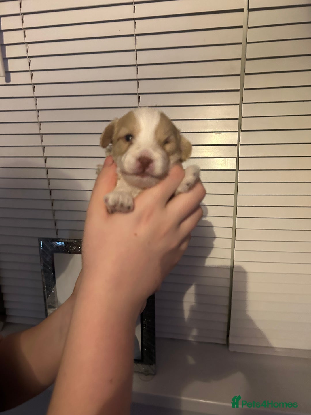 Shihpoo dogs for sale: Last chocolate boy! 4 Toy poodle x Shihpoos - Advert 25