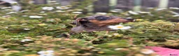 Dachshund dogs for sale: Beautiful litter of Dachshunds  - Advert 13