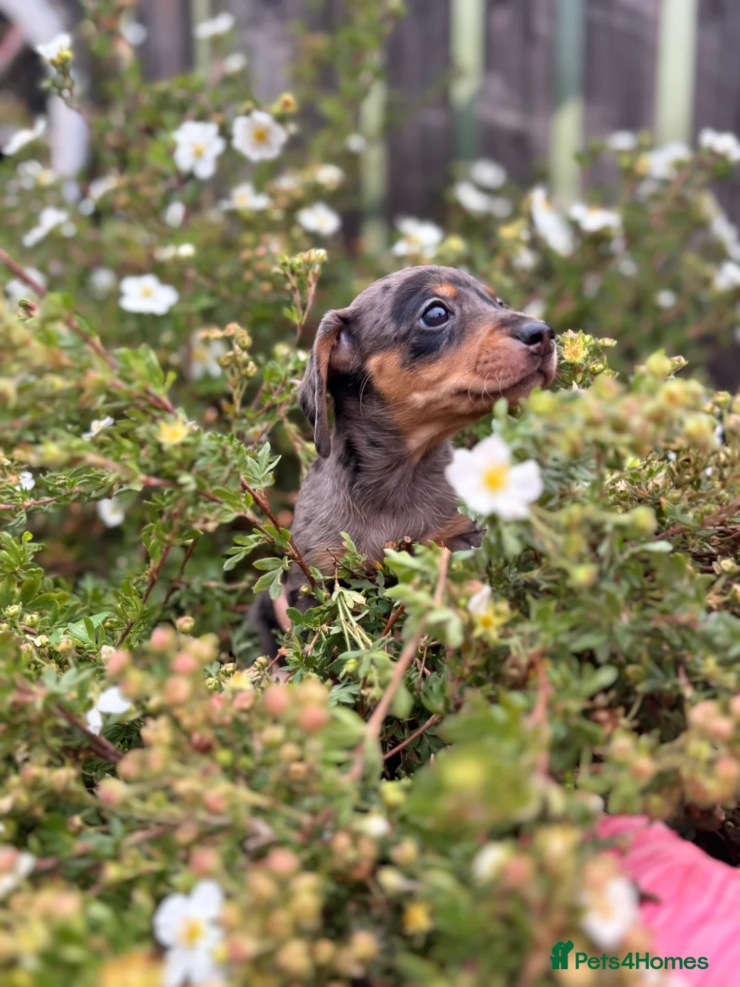 Dachshund dogs for sale: Beautiful litter of Dachshunds  - Advert 13