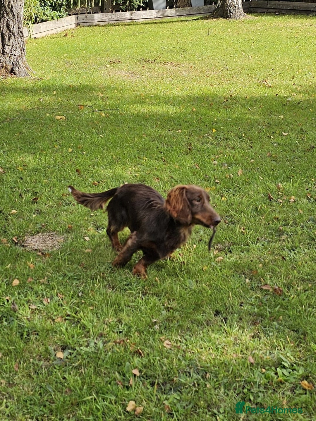 Miniature Dachshund dogs for stud: FLUFFY MINI DACHSHUND FOR STUD - Image 3