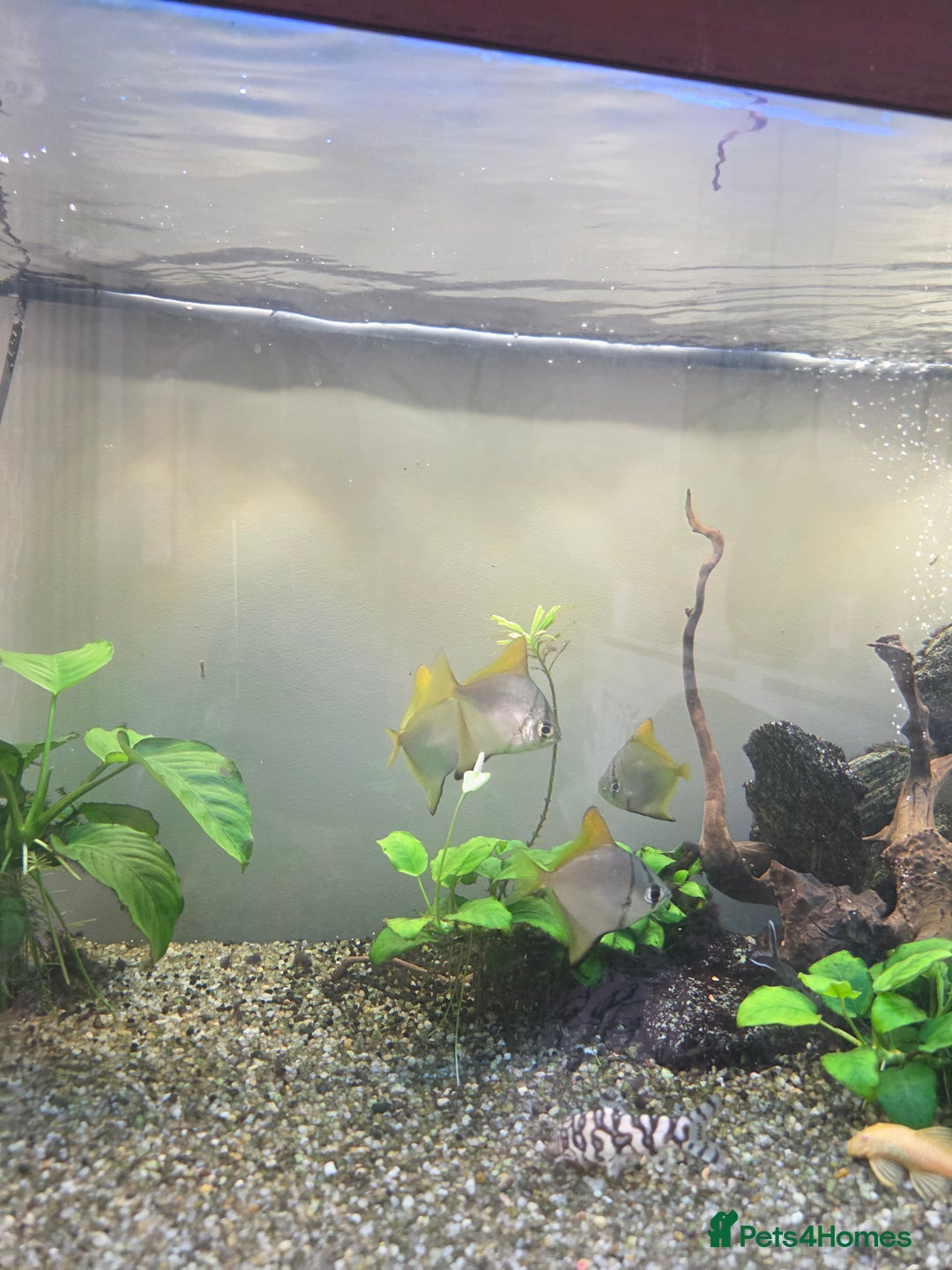 Angelfish fish for sale: Mono Angelfish  - Image 2