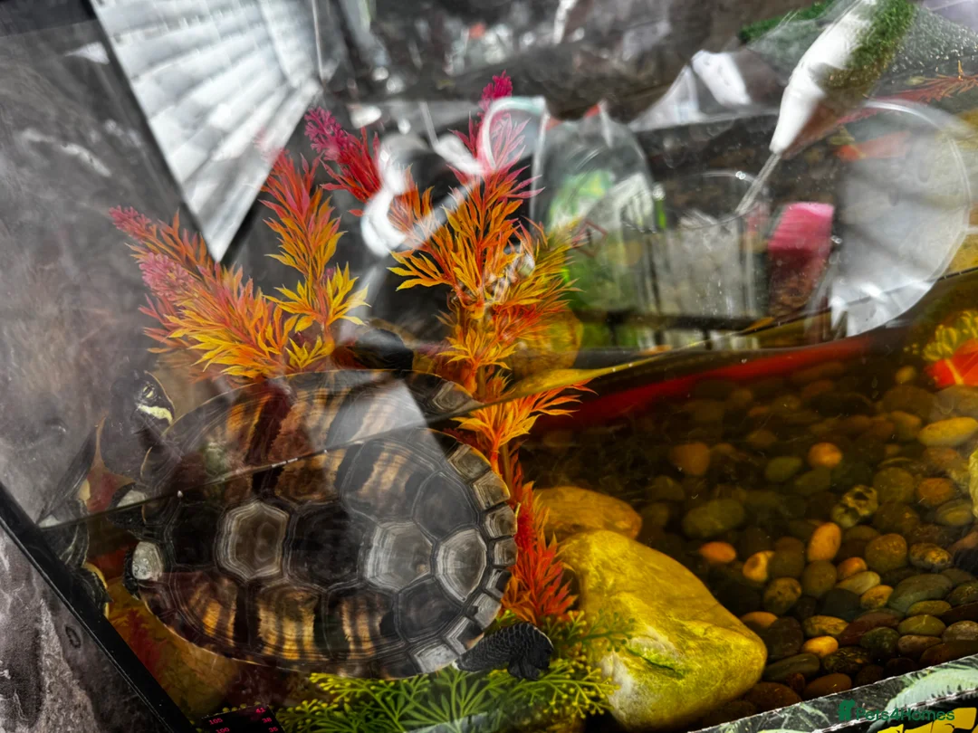 Terrapin reptiles for sale: 2 terripans  - Advert 2