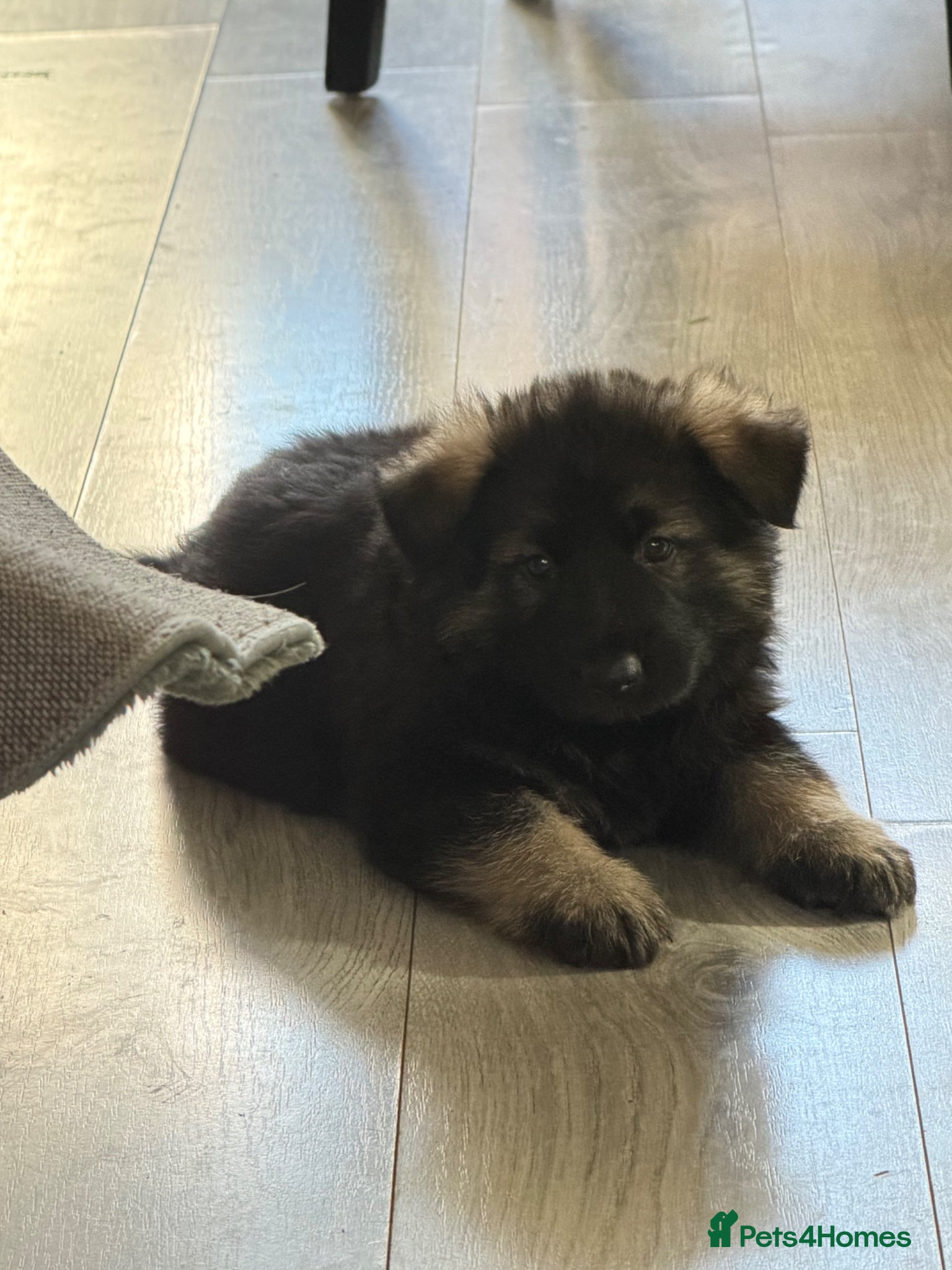 German Shepherd dogs German Shepherd Puppies (last 2 boys!!) - Advert 7