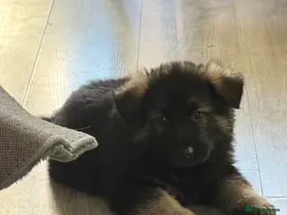 German Shepherd dogs German Shepherd Puppies (last 2 boys!!) - Advert 11