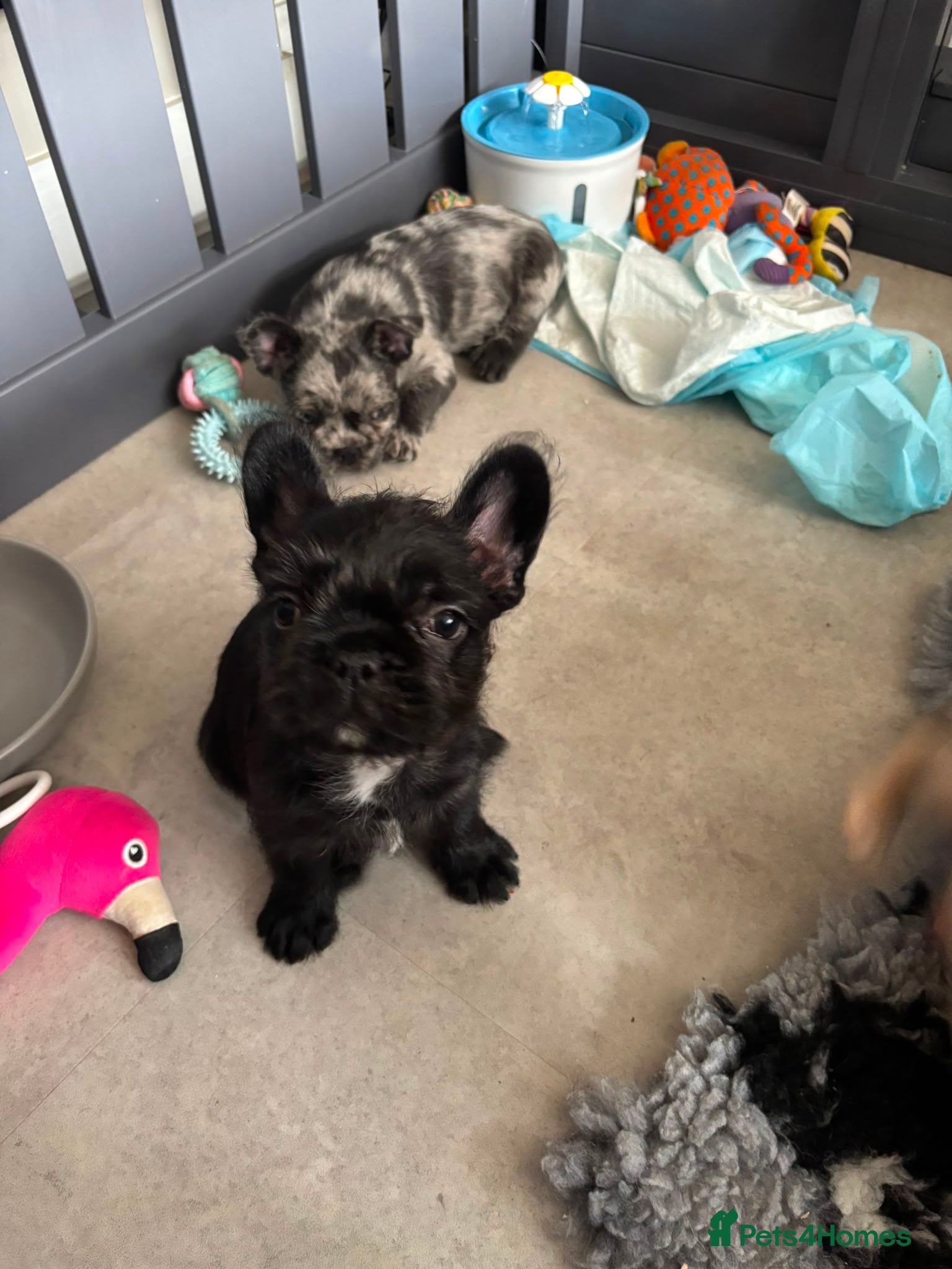 French Bulldog dogs Amazing Frenchies ready to leave 8th august  - Advert 2