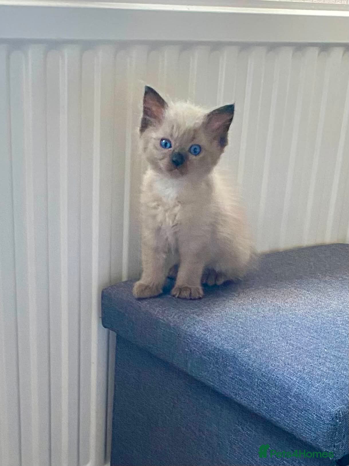 Ragdoll cats Pure bred Ragdolls need loving homes - Advert 1