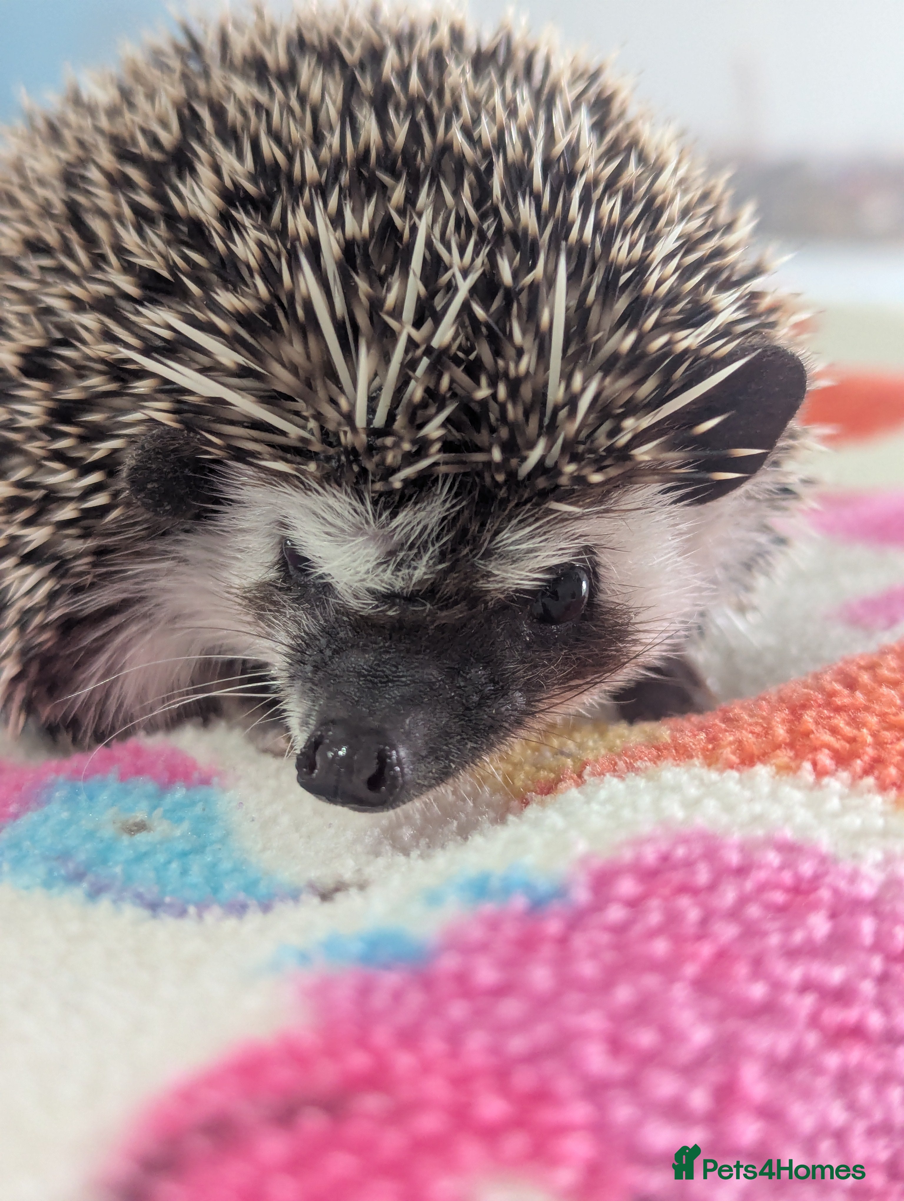 Pygmy Hedgehog rodents Beautiful Hoglets Ready Now and to Reserve  - Advert 4