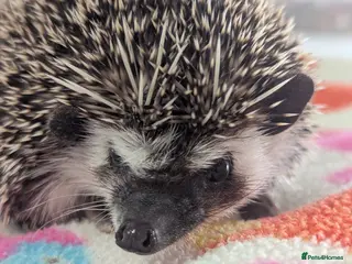 Pygmy Hedgehog rodents Beautiful Hoglets Ready Now and to Reserve - Advert 4