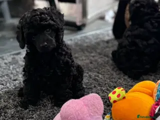 Toy Poodle dogs KC Reg True size Toy poodle Ready NOW - Advert 2